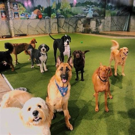 Doggie Daycare...And More